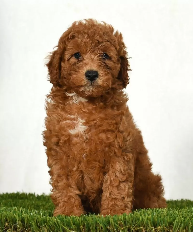 Dixie