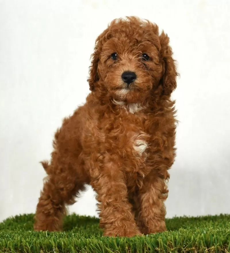 Dixie