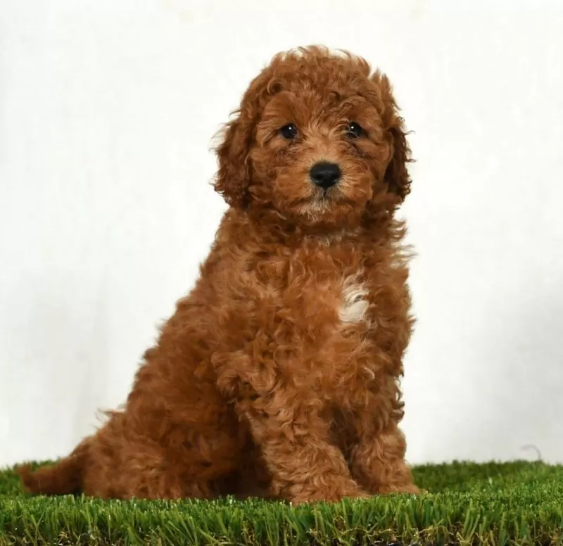 Dixie