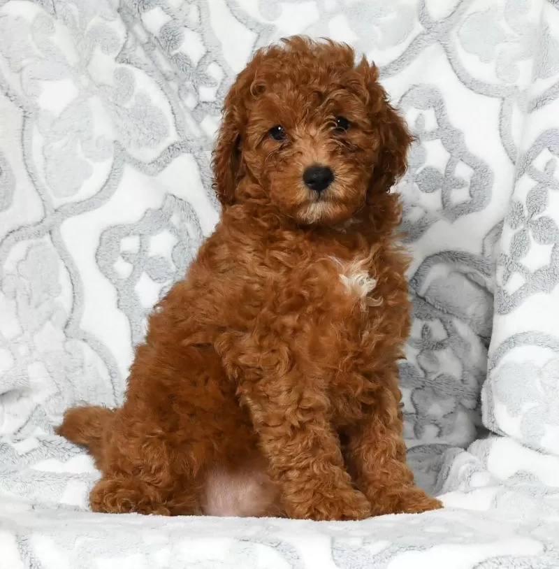 Dixie