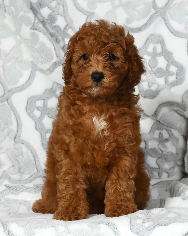 Dixie