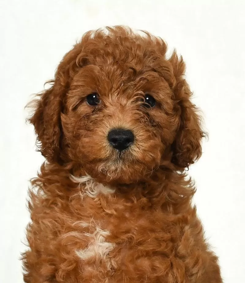 Dixie