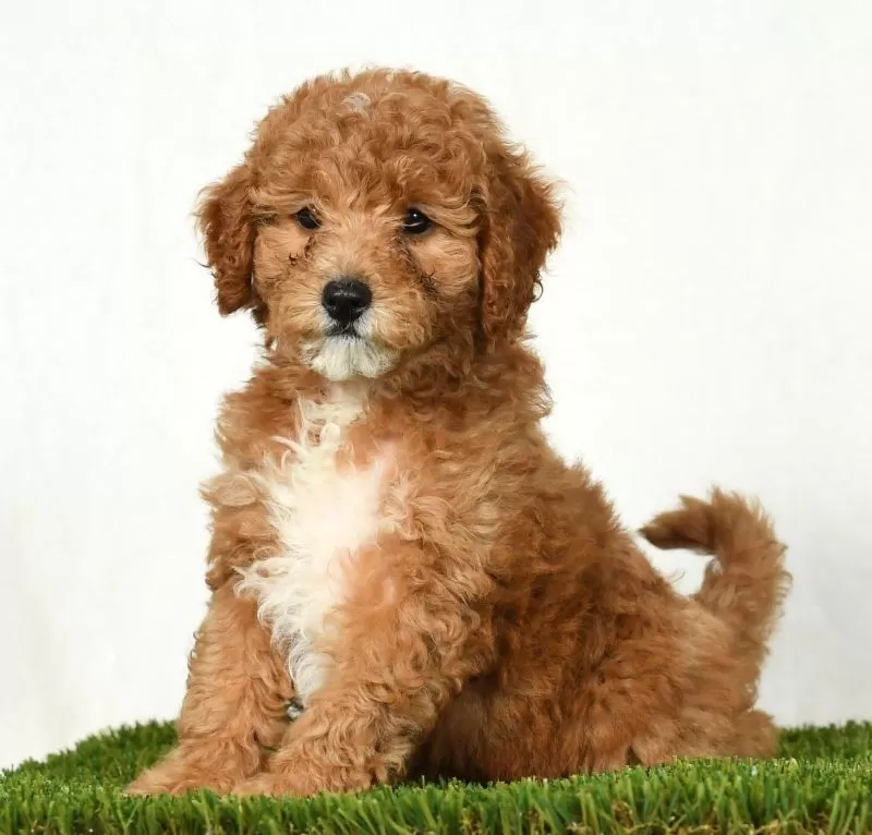 Daisy