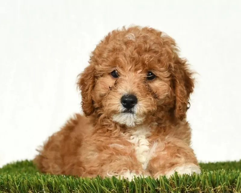 Daisy