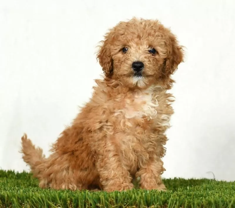 Dolly