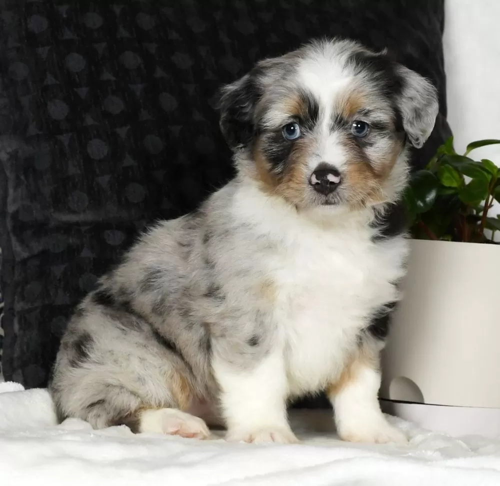 Mini Aussiedoodle