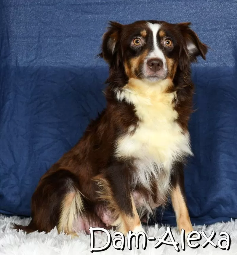 Puppy Name: Alexa