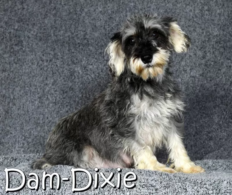 Puppy Name: Dixie
