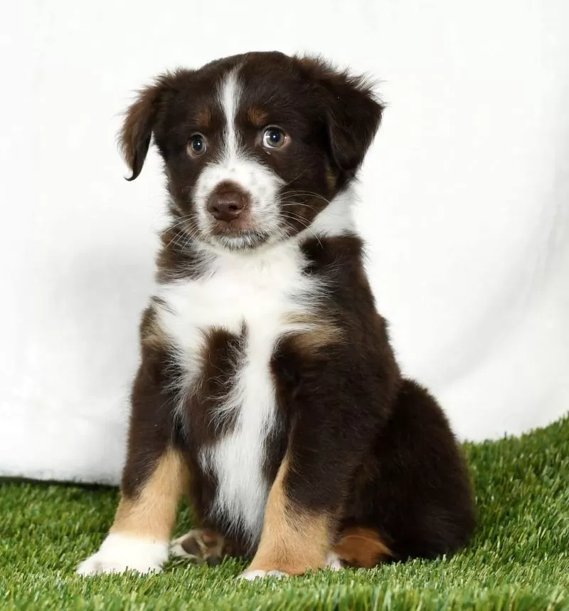 Puppy Name: Tucker