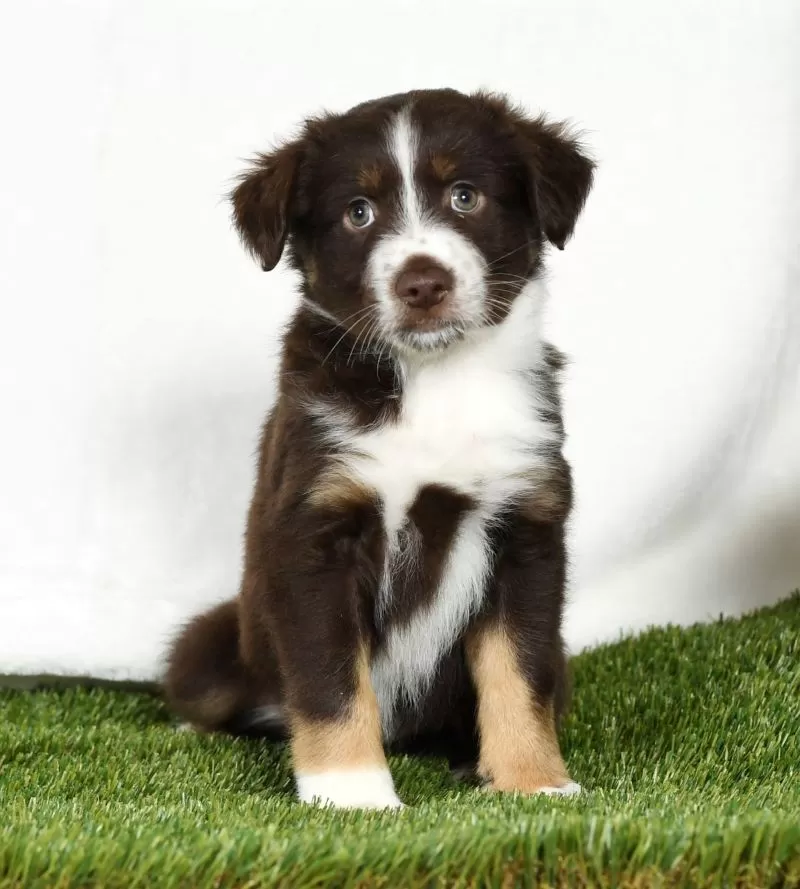 Tucker