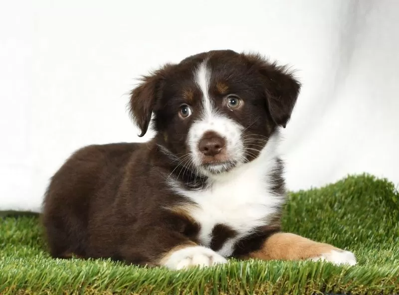 Tucker