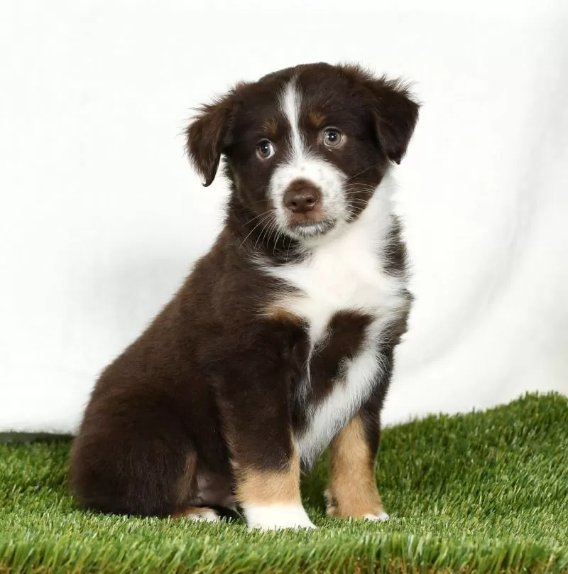 Tucker