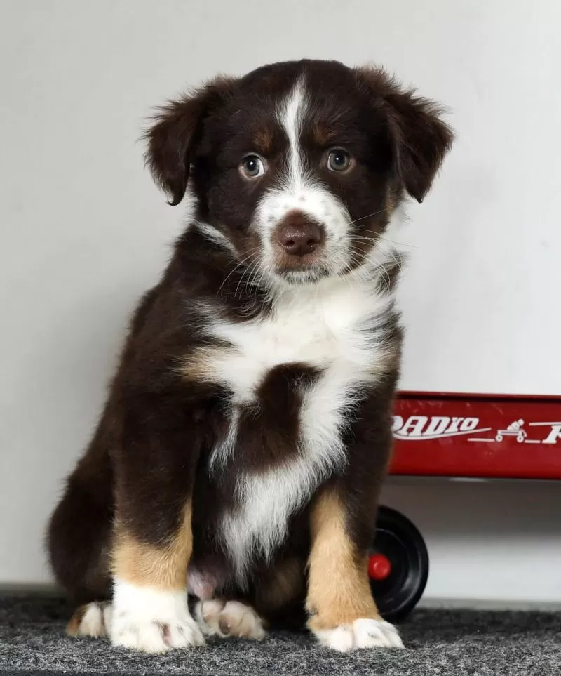 Tucker