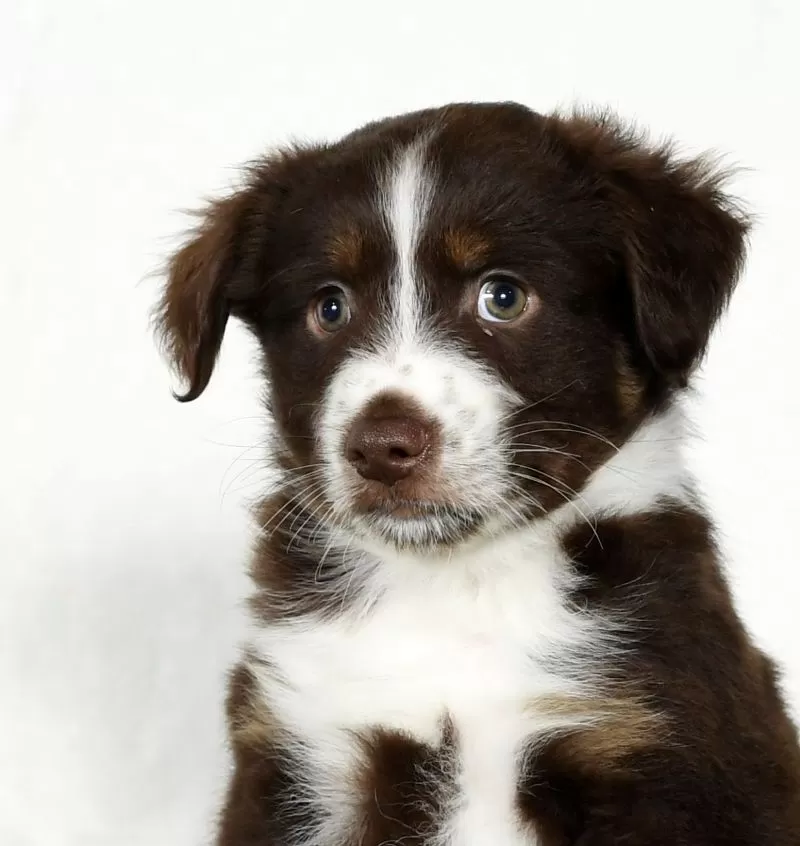 Tucker