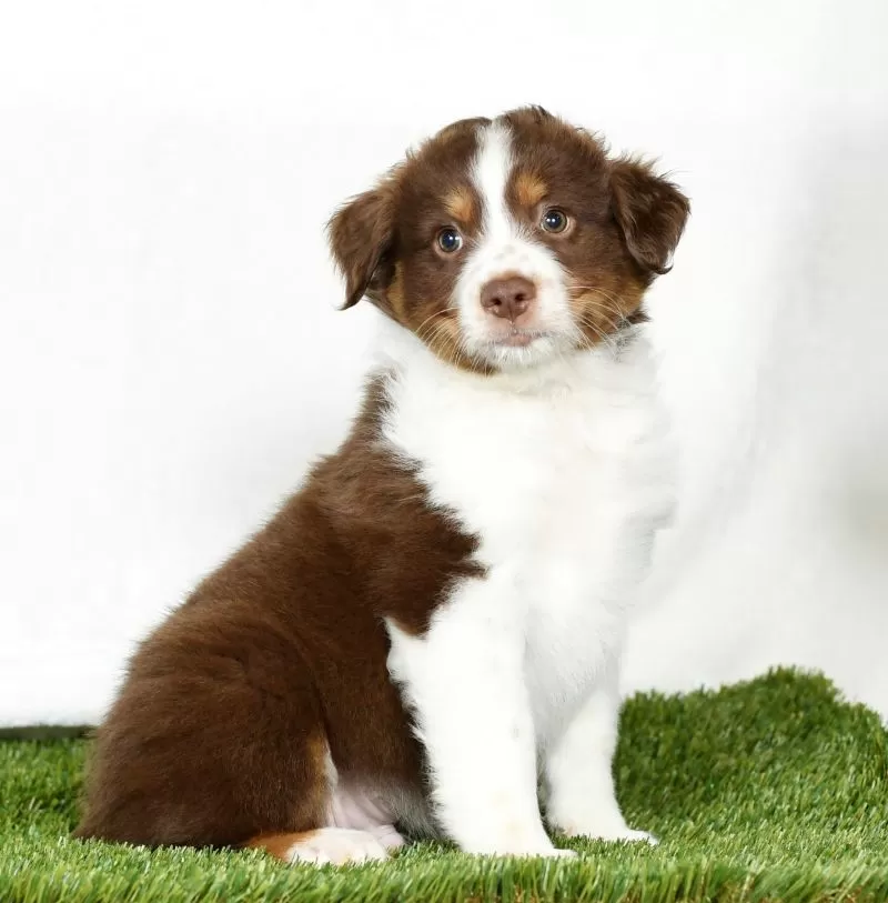 Puppy Name: Tanner