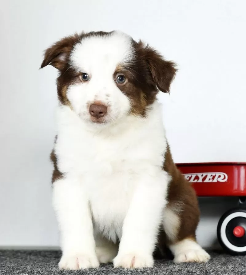 Toby