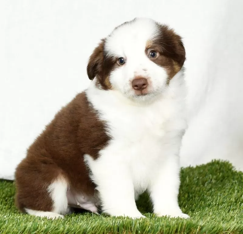 Toby