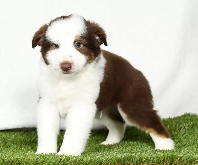 Toby