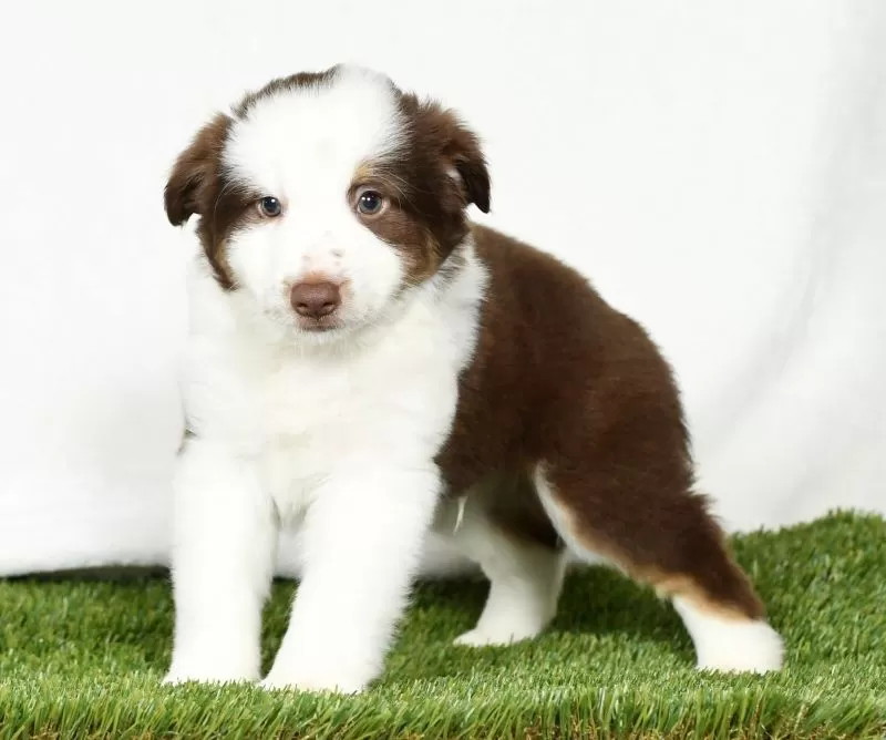 Toby