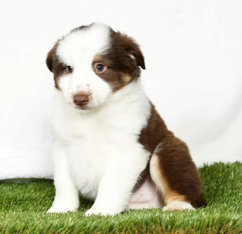 Toby