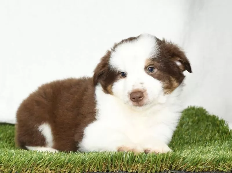 Toby