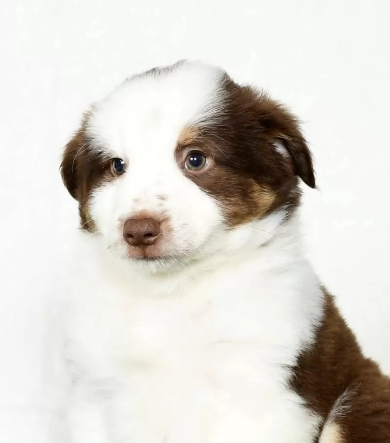 Toby