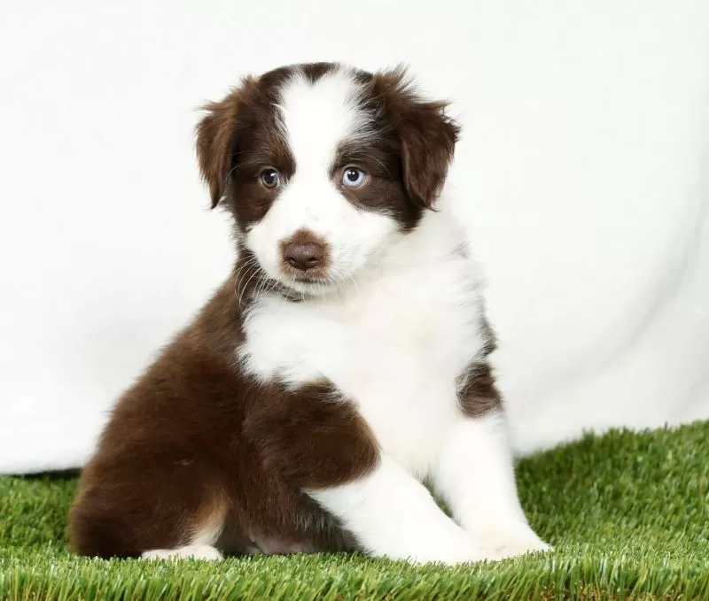 Puppy Name: Turbo