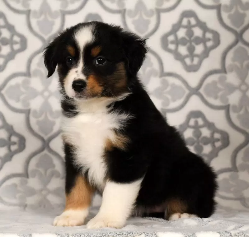 Puppy Name: Princess