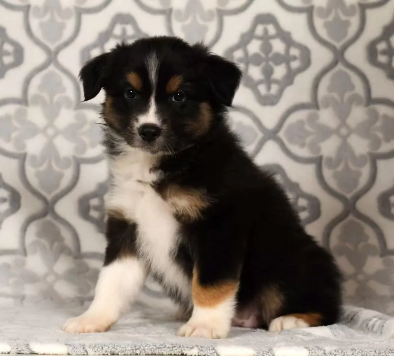 Puppy Name: Polly