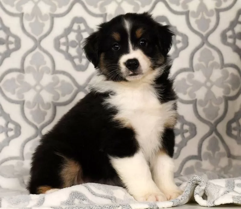 Puppy Name: Pansy