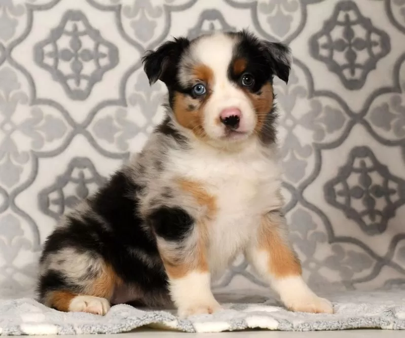 Puppy Name: Penny