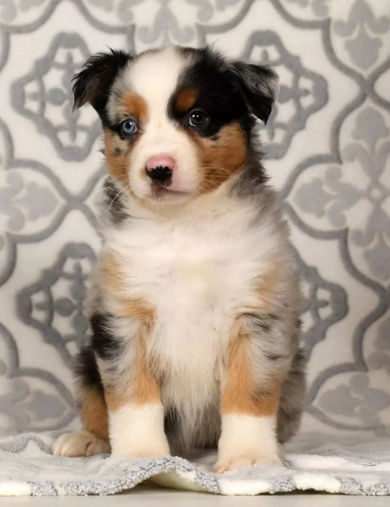 Penny