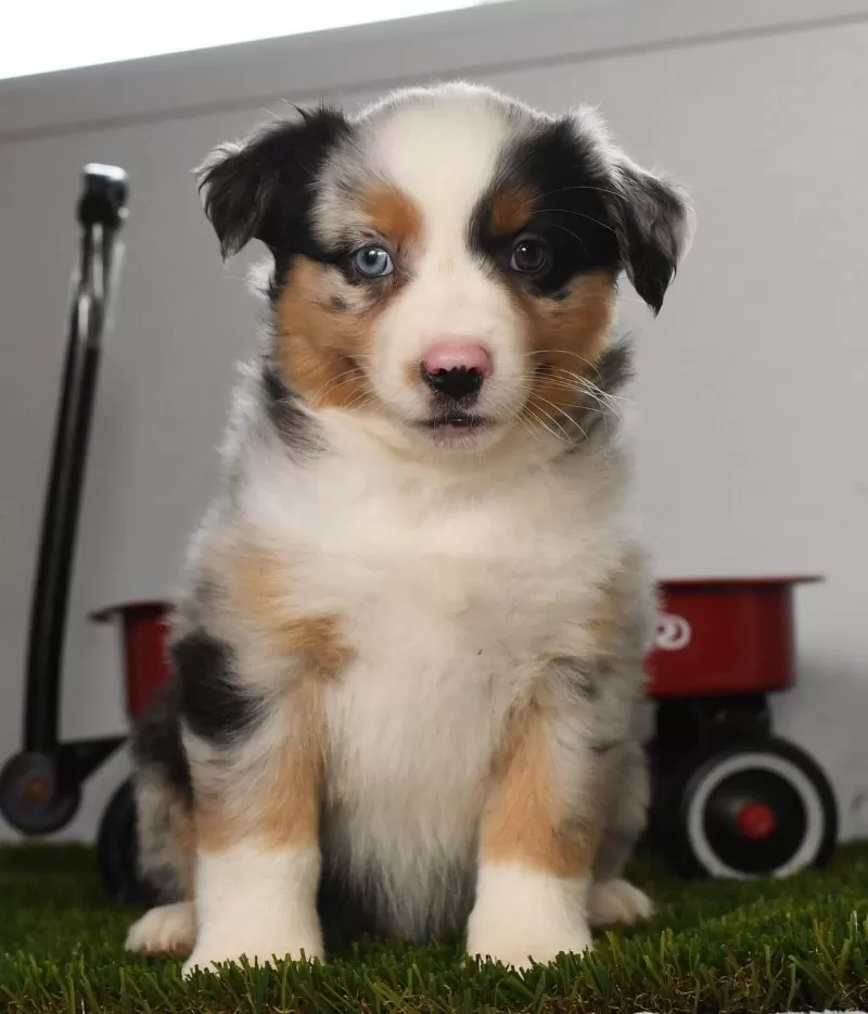 Penny
