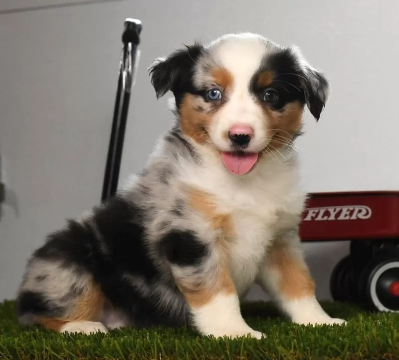 Penny