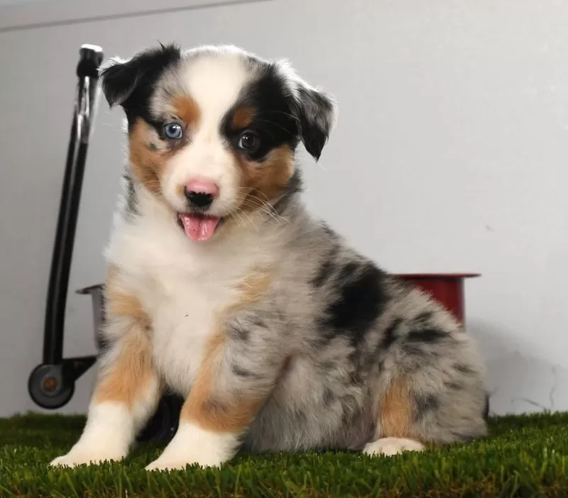 Penny