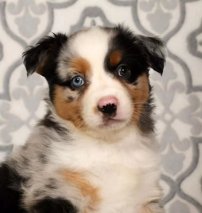 Penny