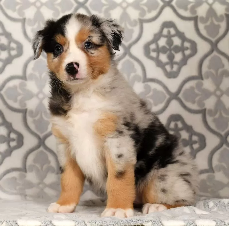 Puppy Name: Pepsi