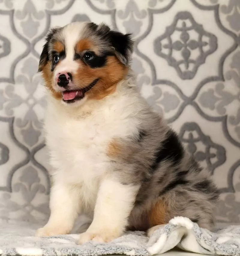 Puppy Name: Patty