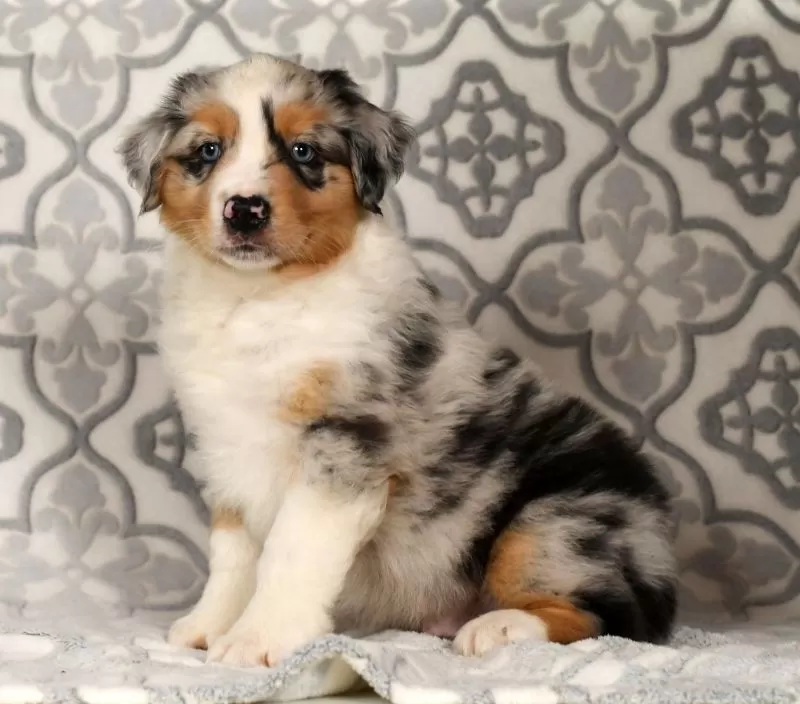 Puppy Name: Pepper